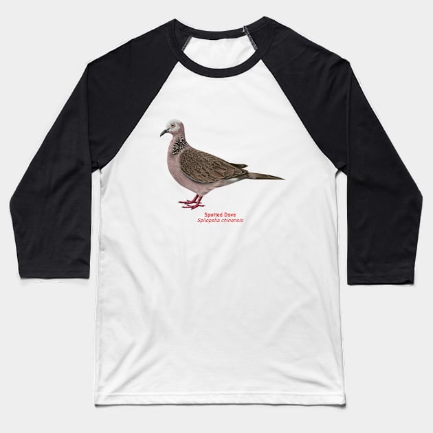 Spotted Dove | Spilopelia chinensis Baseball T-Shirt by bona 